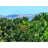 Sad mandarynkowy Cullera, Walencja